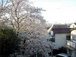 桜200604