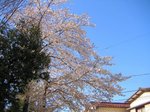 桜200604-2